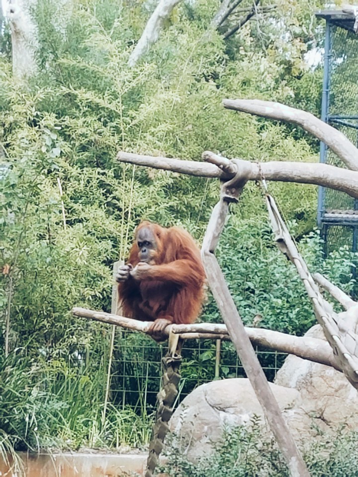 Orangutan