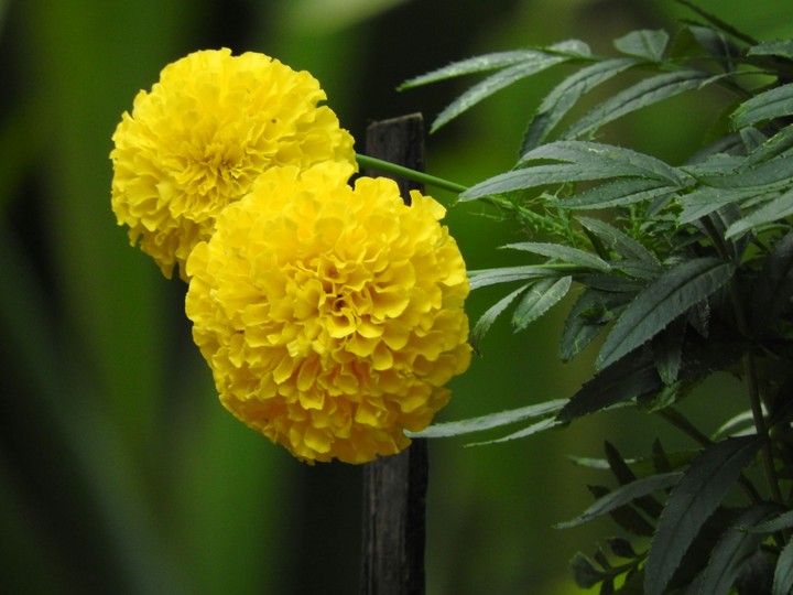Beautiful Flower
