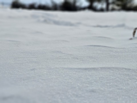 обои snow, tree