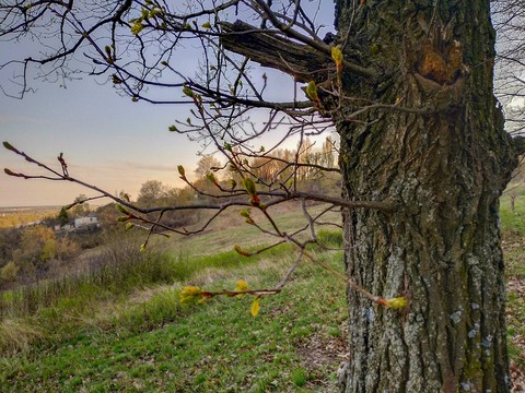 Tree in wonderland