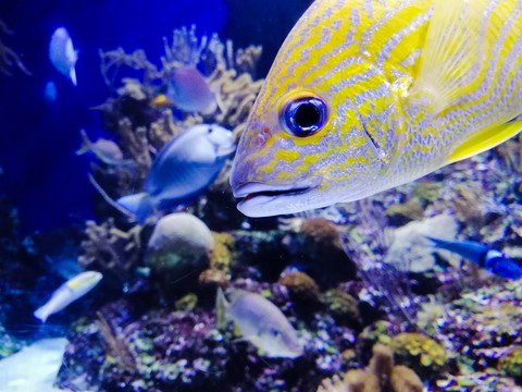 Fish