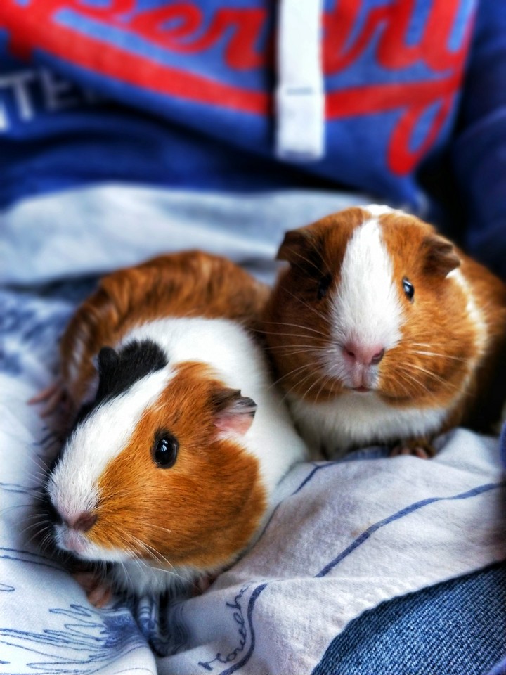 Guinea Pigs