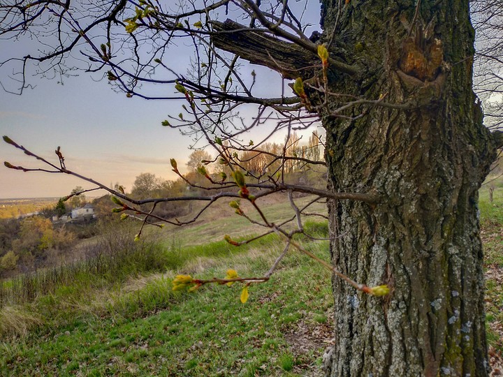 Tree in wonderland