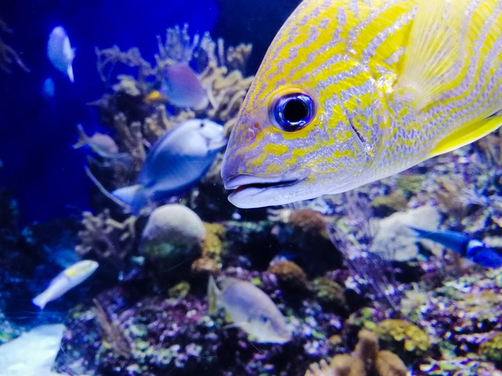 Fish