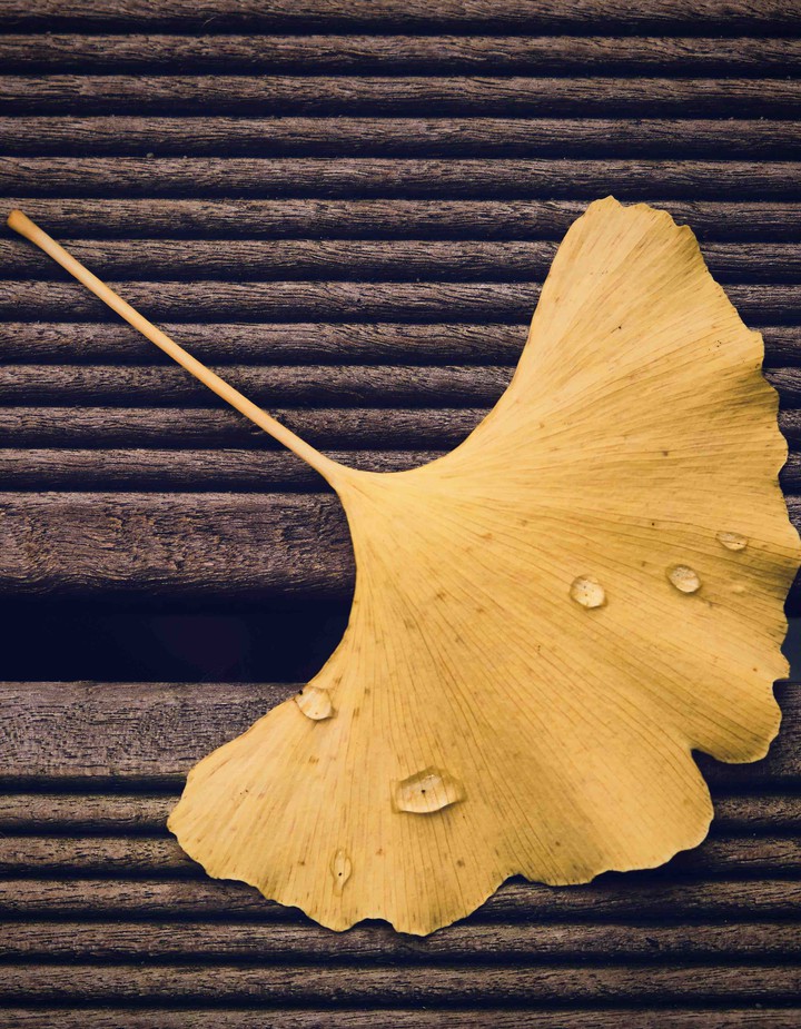 golden leaf