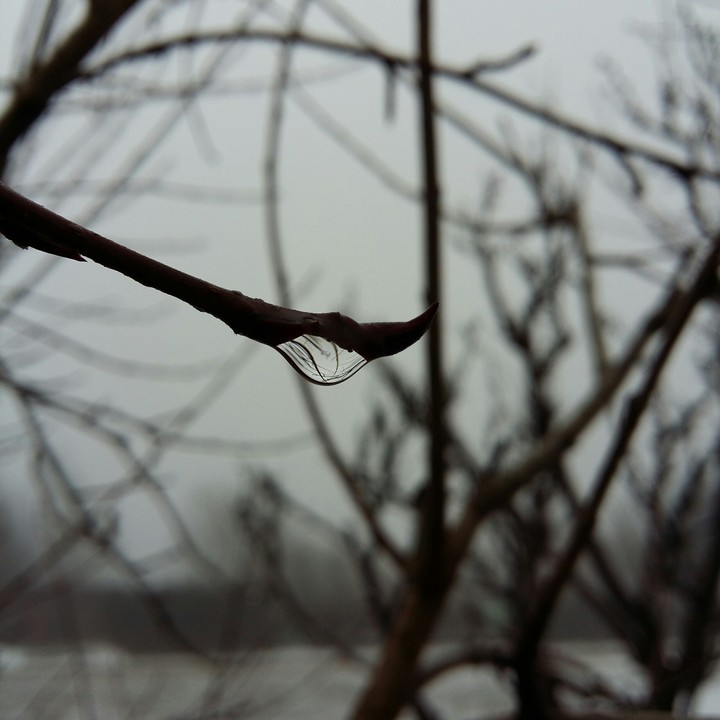 A drop of water on a cherry tree