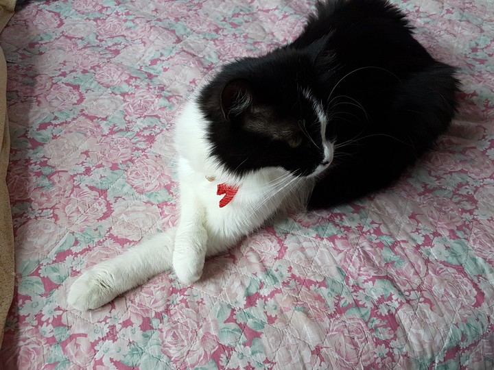 Maya
