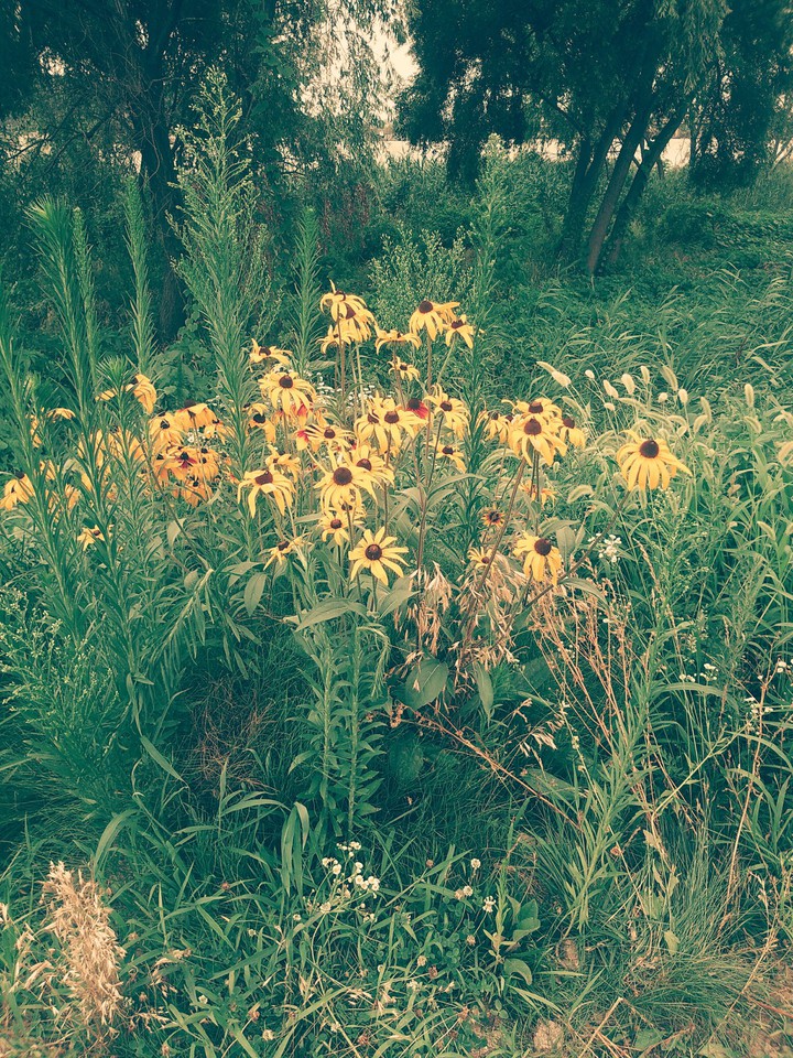 해바라기