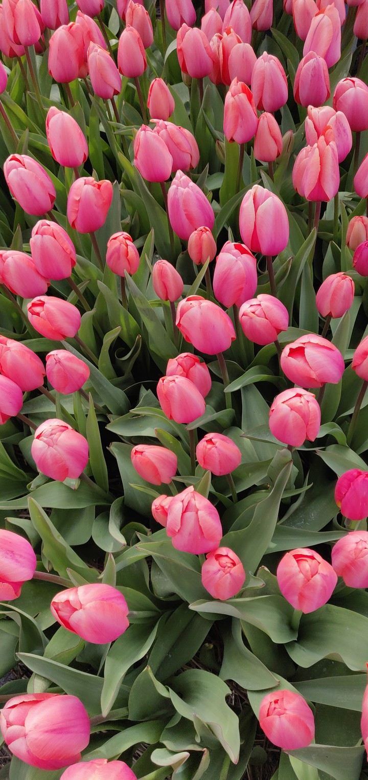 tulips