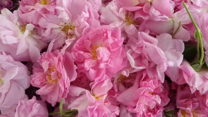 گلاب،گل محمدی