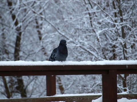 Dove in the snow