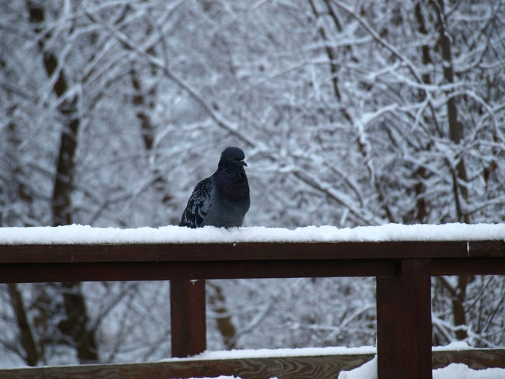 Dove in the snow