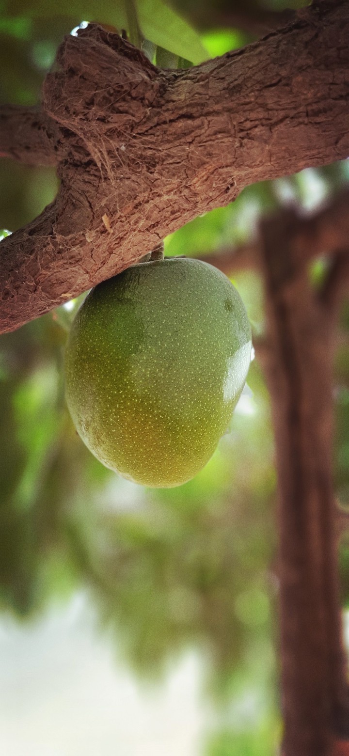 mango