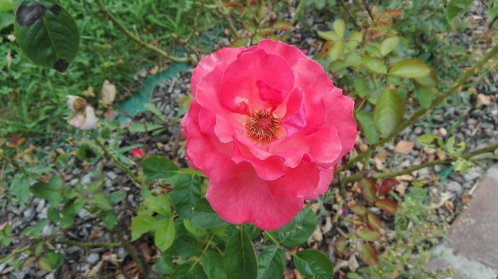 una rosa rosa