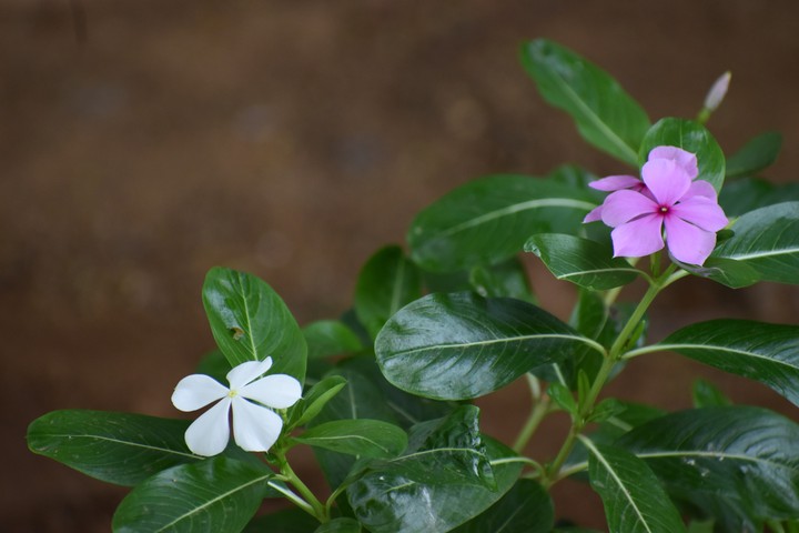 Two in one flower?