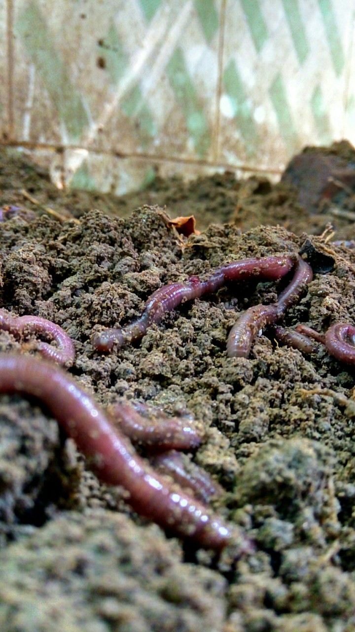 Worms??