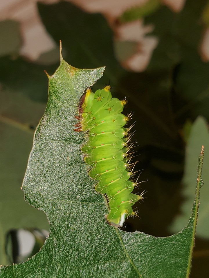 poly moth larva 3rd instar