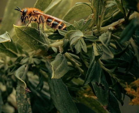 Yellow, hymenopterans wallpapers