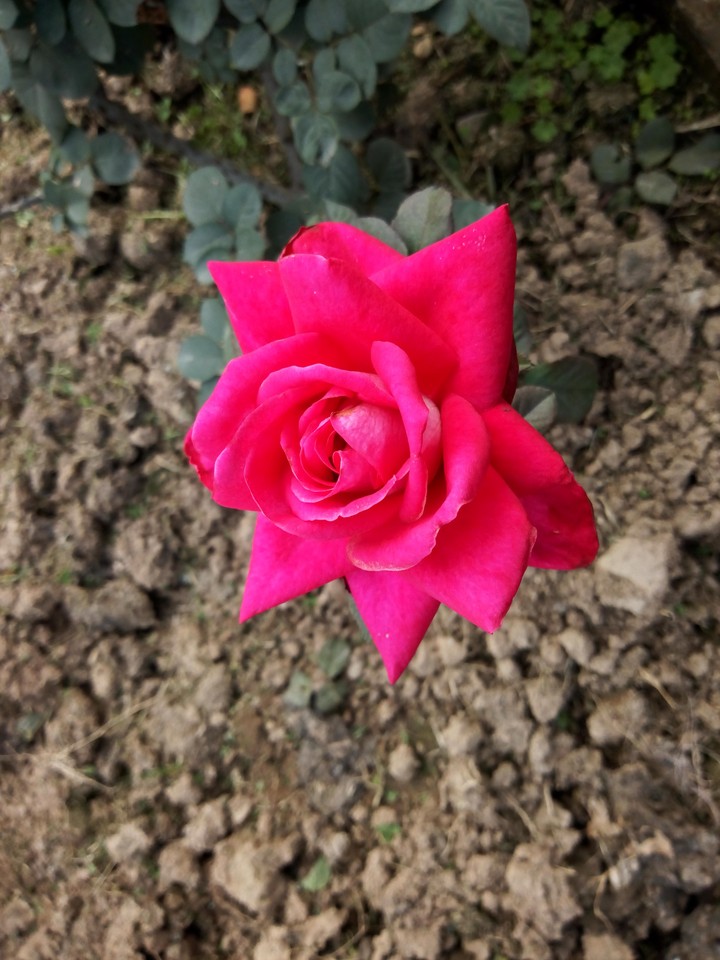 Pink1