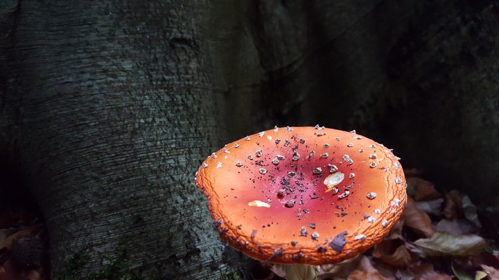 Mushroom