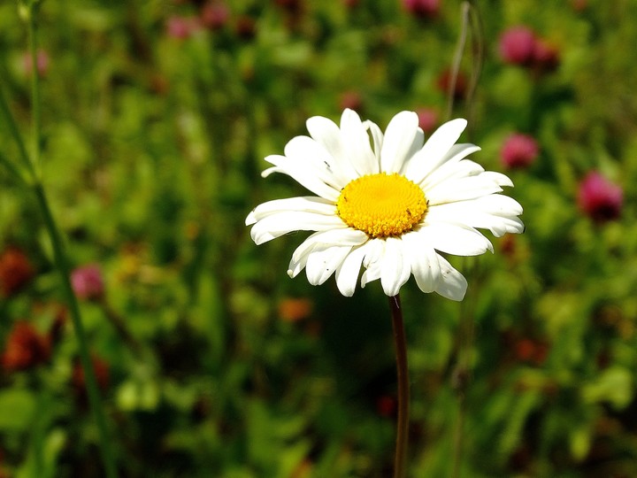 flower