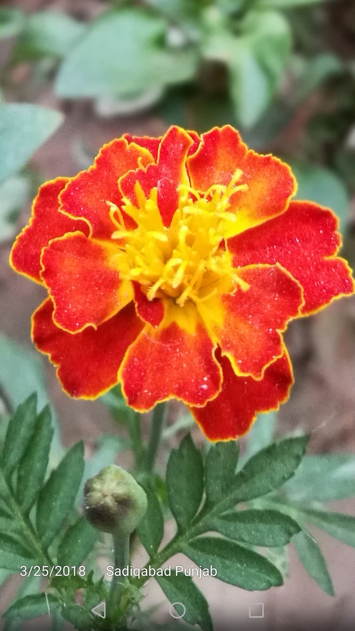 flower