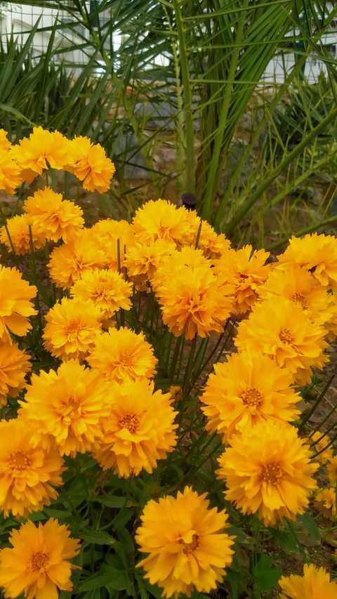 papéis de parede floristry, Yellow
