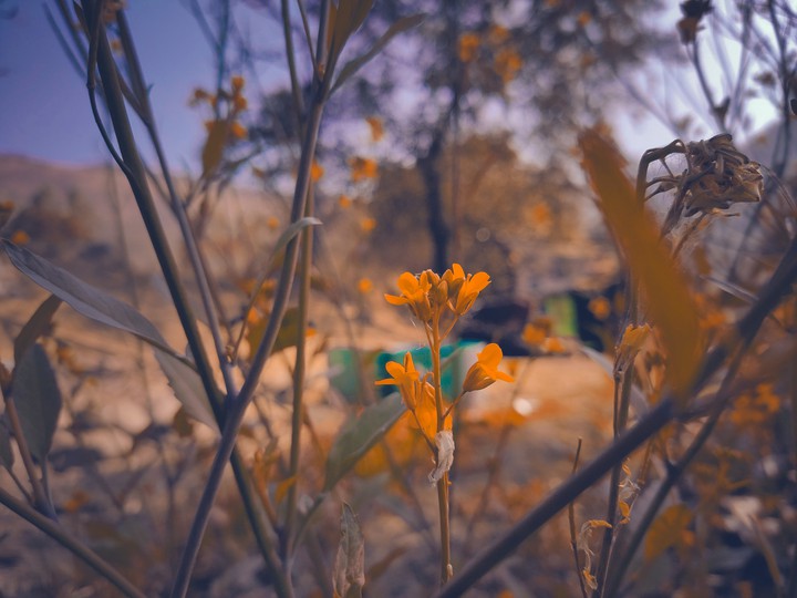 flowers