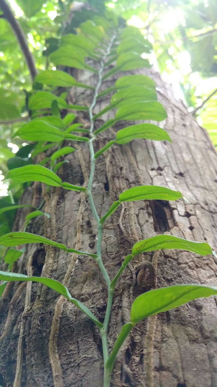 nature