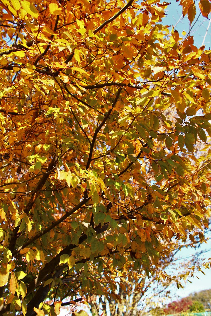 Autumn leaves,2018