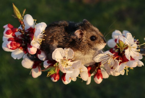 Little hamster in apricot blossom