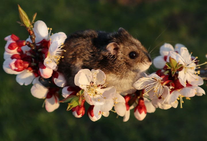 Little hamster in apricot blossom