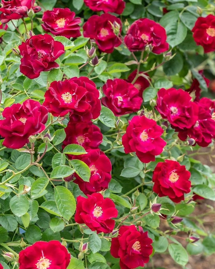 Roses