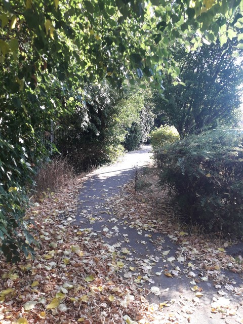 trail, vegetation桌布