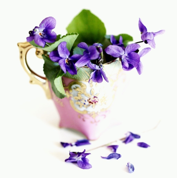 Viola