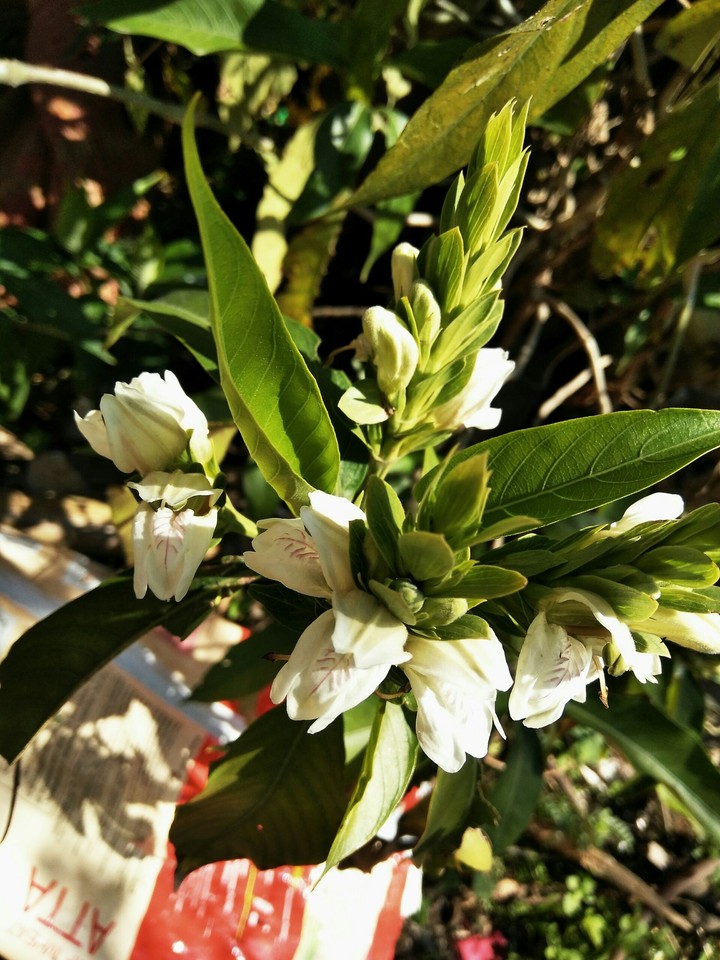 white beauty