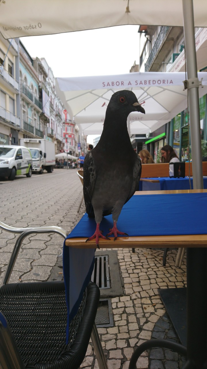 bird