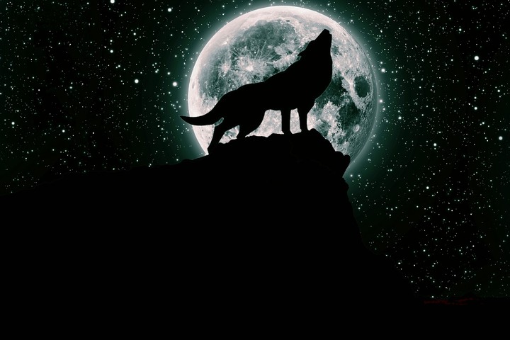 blooming moon with a wolf howling