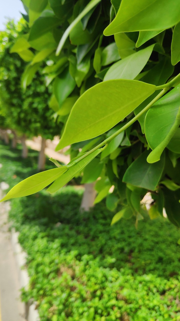 greeeeeen