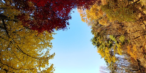 fondos de pantalla branch, autumn
