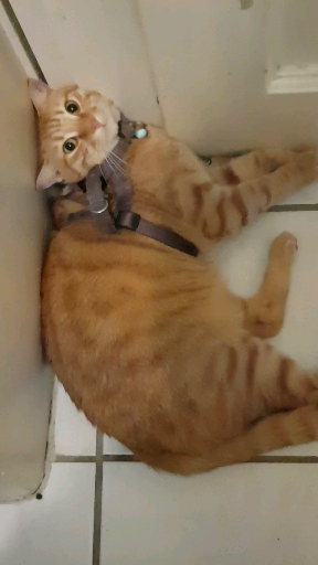 ronron cats