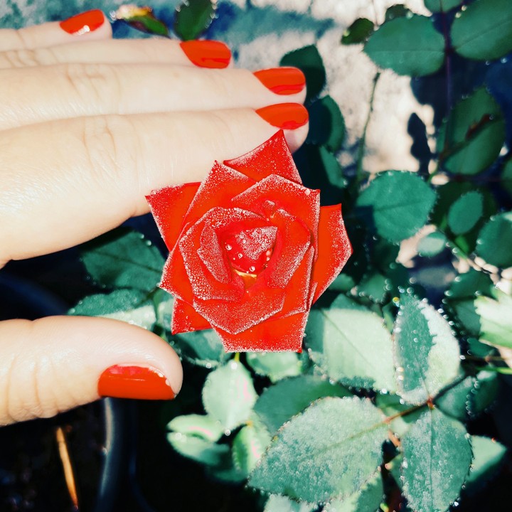 mini rosa vermelha orvalhada