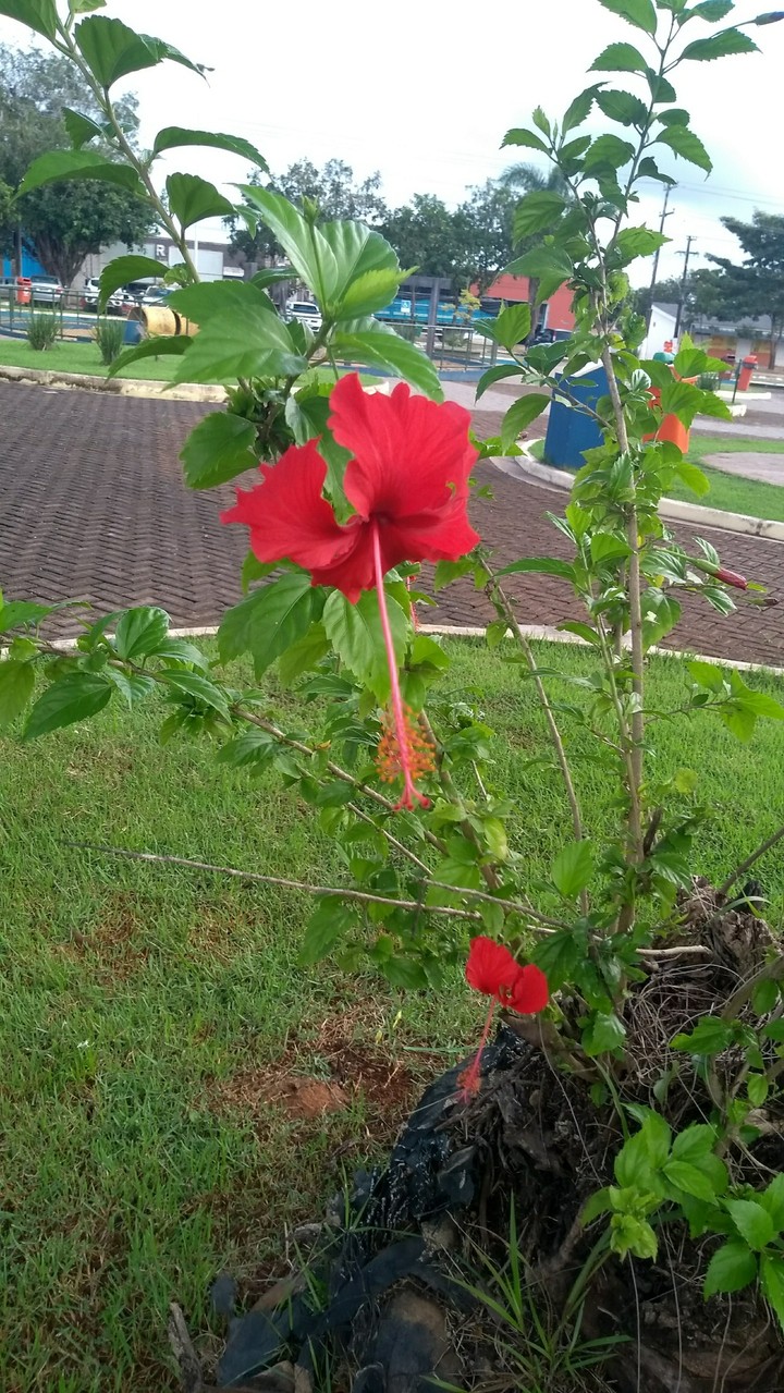 linda flor de praça✌