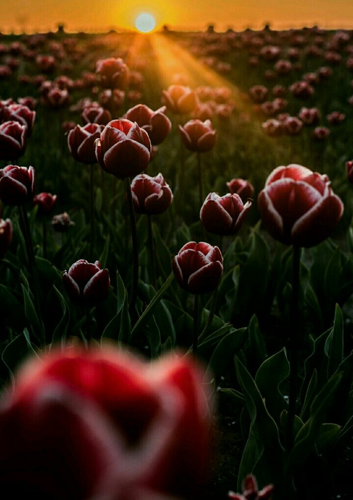 nature