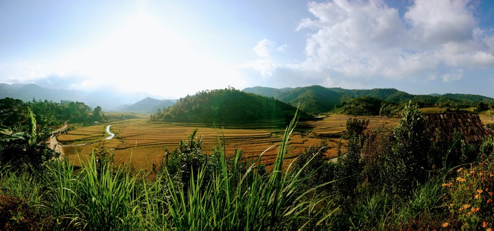 Rice fields in the morning