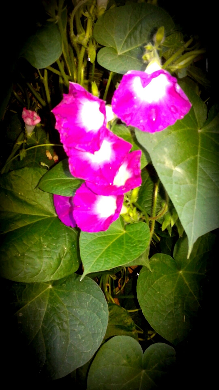 Morning glory