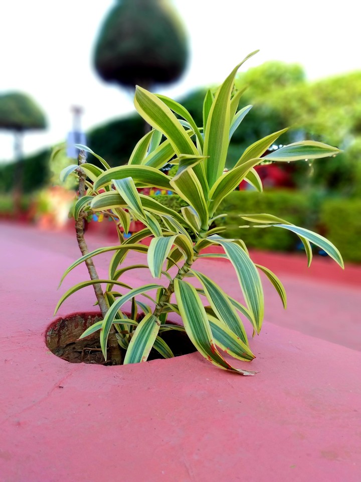 Plant