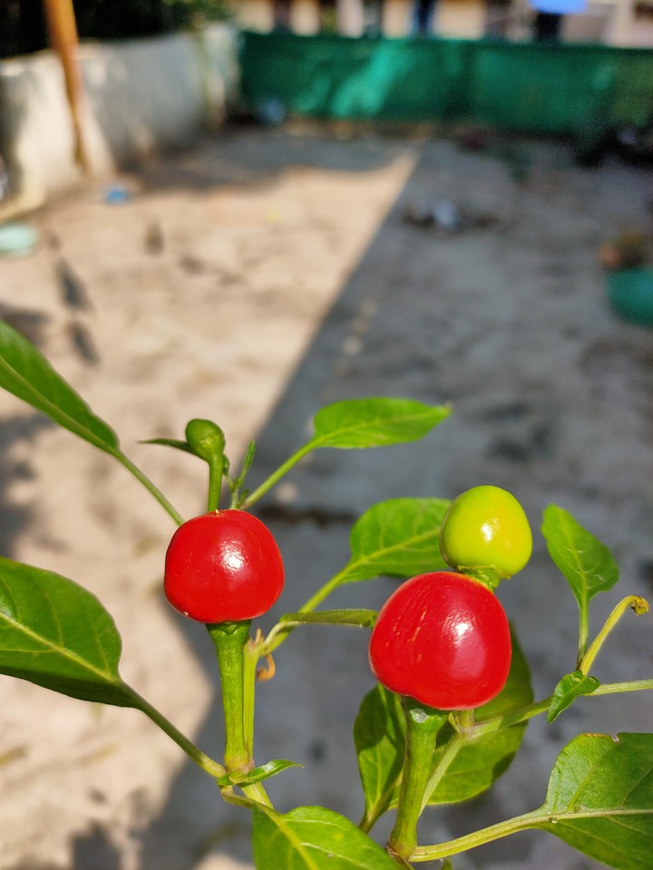 red chillies
