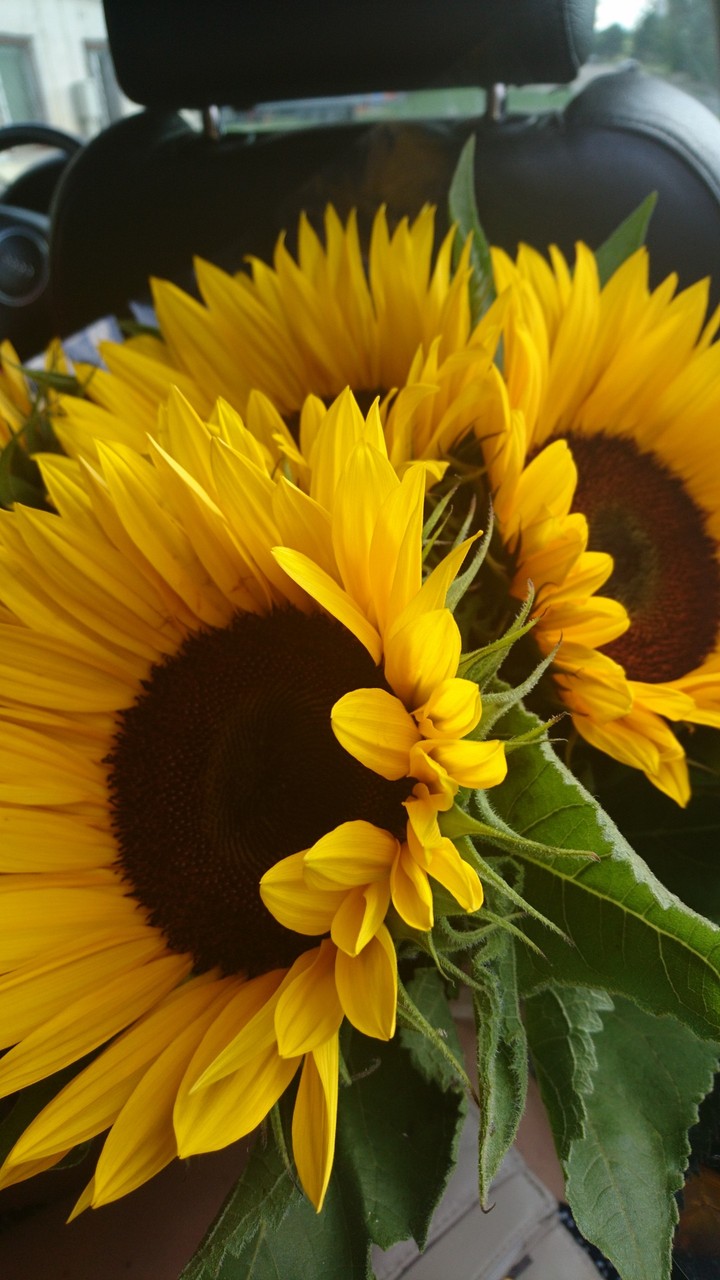 Flower lover