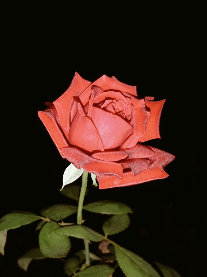 # Queen rose